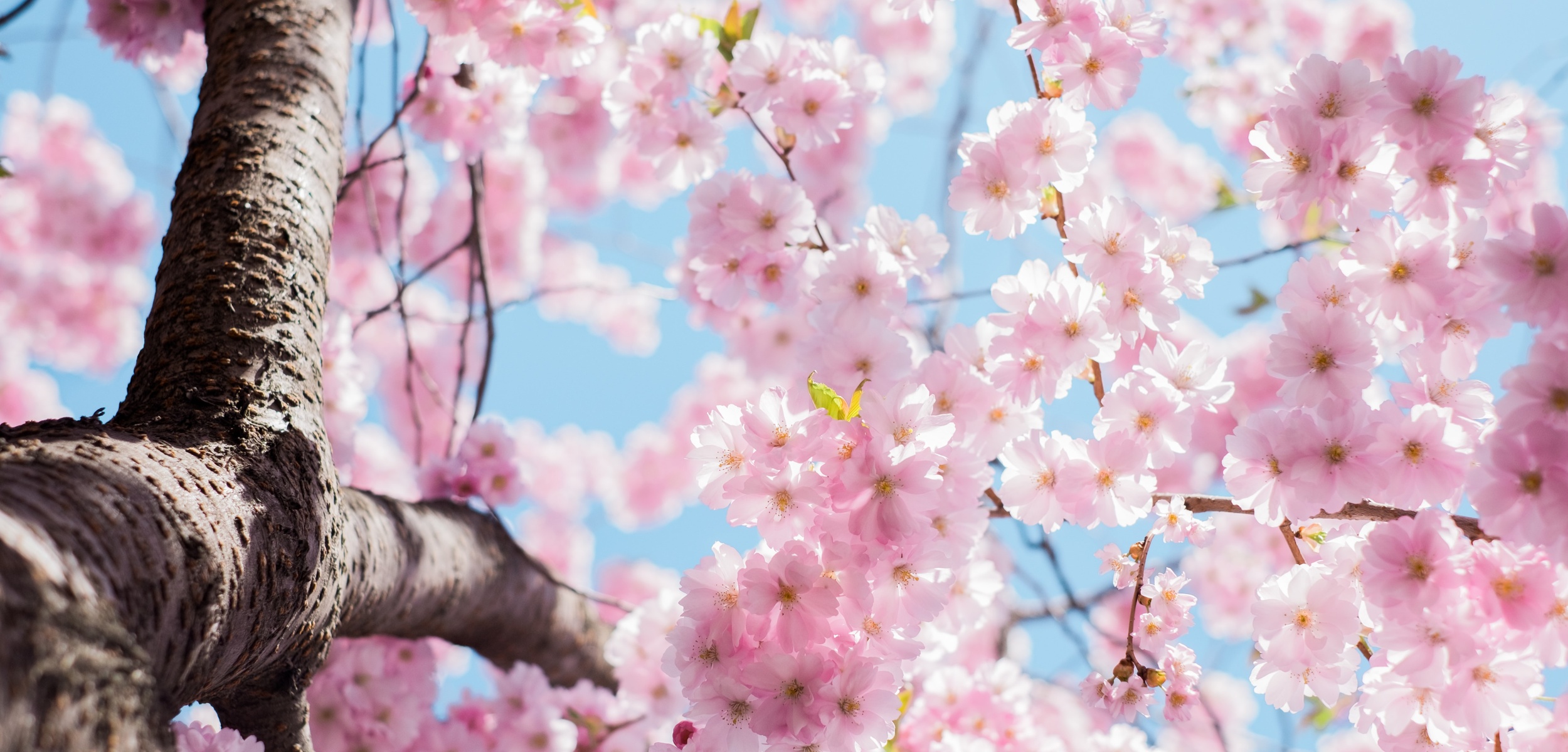 A cherry blossoms tree viewed from below.